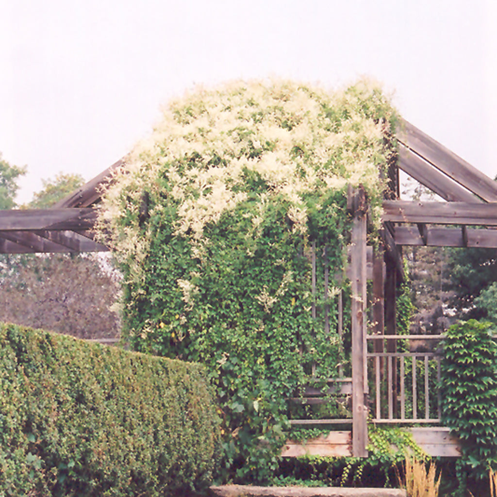 Silver Lace Vine