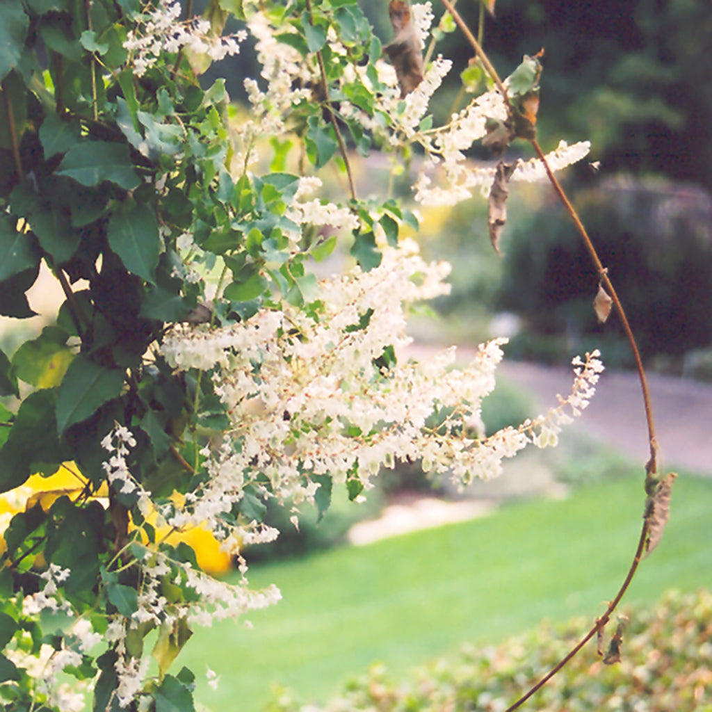 Silver Lace Vine