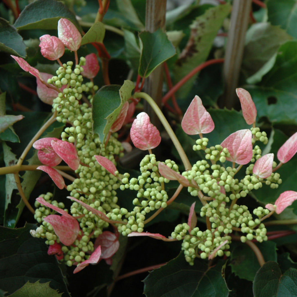 Pink Japanese Climbing Hydrangea