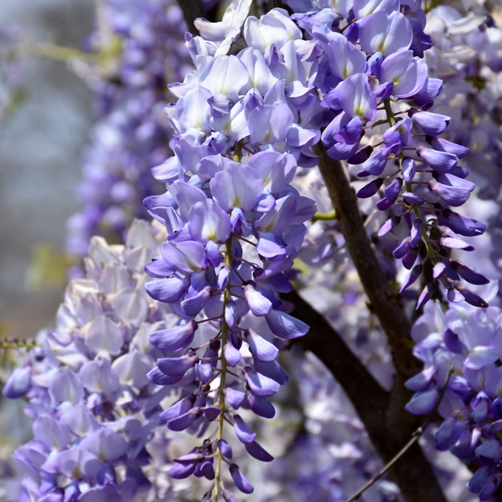 Domino Wisteria