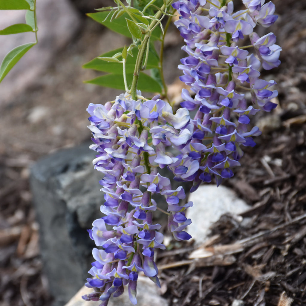 Wisteria Tagged 
