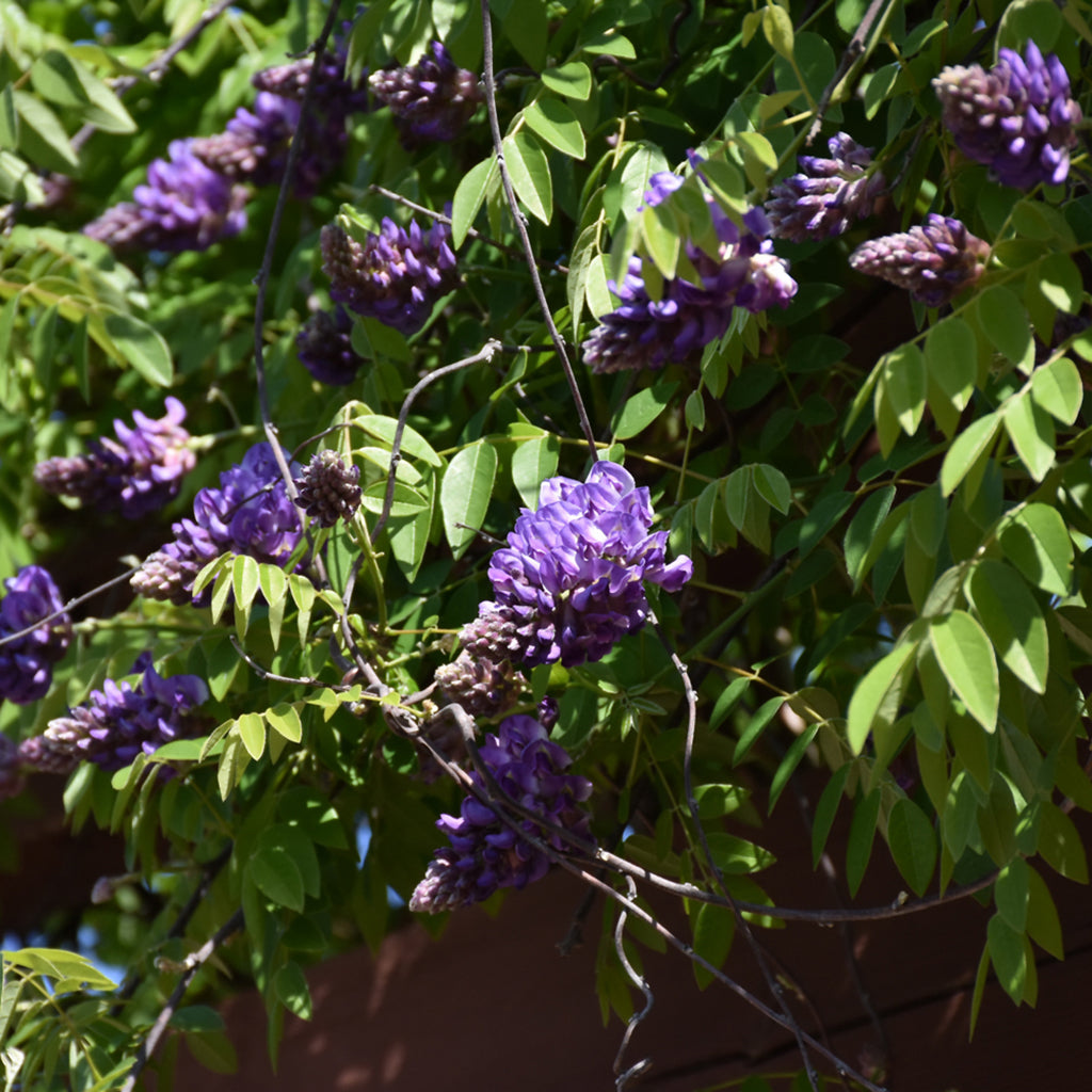 Blue Moon Wisteria