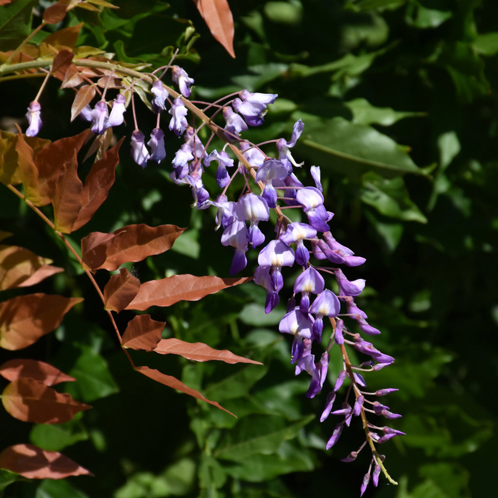 Prolific Chinese Wisteria