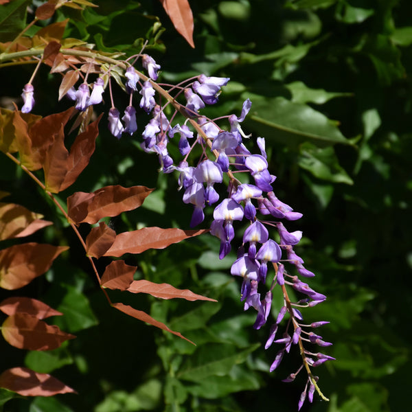 4WISPRG010CGchinesewisteria102