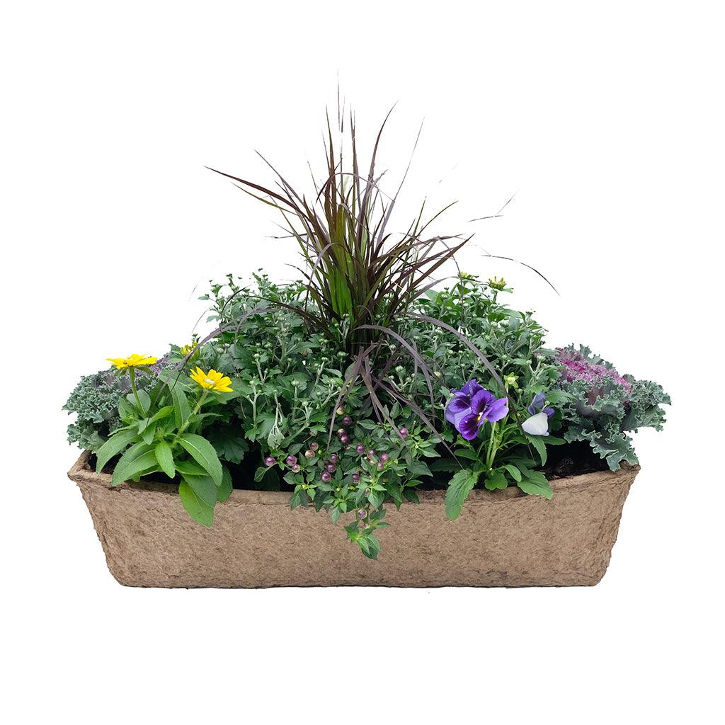 Discover the Fall Annuals in a Window Box – a stunning display of contrasting flowers, lush autumn foliage, and striking hues of ornamental grasses. This captivating arrangement effortlessly captures the essence of the season, adding depth and visual appeal to your fall décor. Whether mounted on your window sill to enhance your exterior or as an eye-catching centerpiece indoors, this versatile window box welcomes the beauty of fall into your space. 