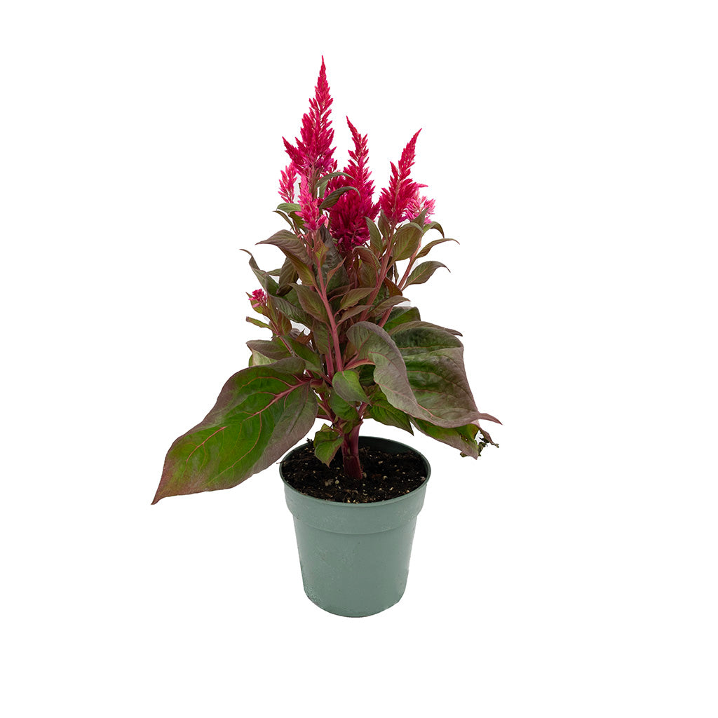 Fall Accent Annuals 4"