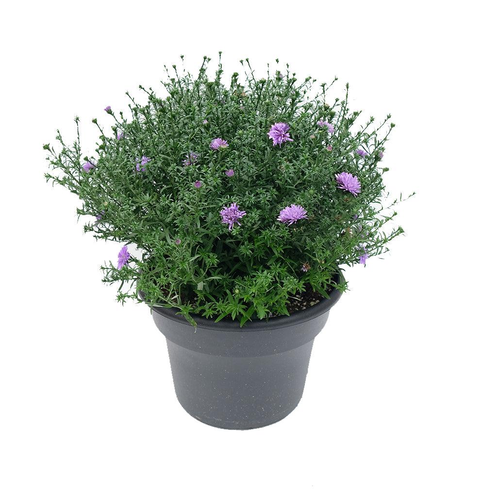 A stunning blend of rich green foliage and vibrant purple Aster flowers. Versatile and elegant, the planter complements various settings, whether displayed on your porch, patio, or as a centerpiece. Embrace the beauty of fall with this easy-to-maintain floral arrangement, available in various sizes to suit your space. 