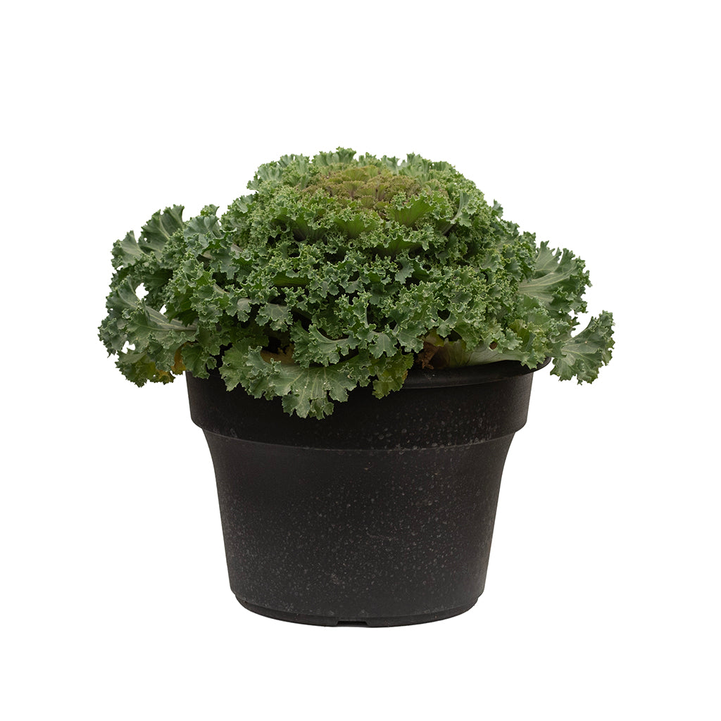 Cabbage and Kale 10"