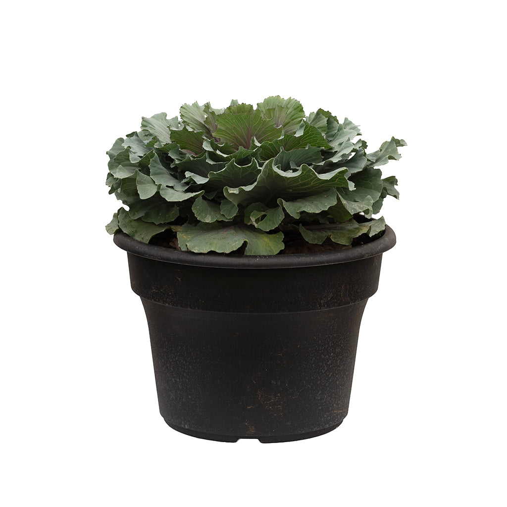 Cabbage and Kale 10"