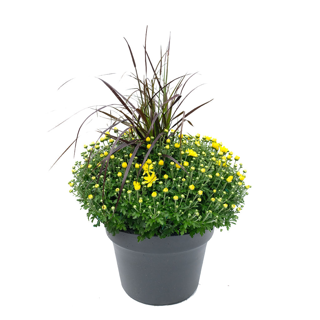 Mum with Red Grass 14"