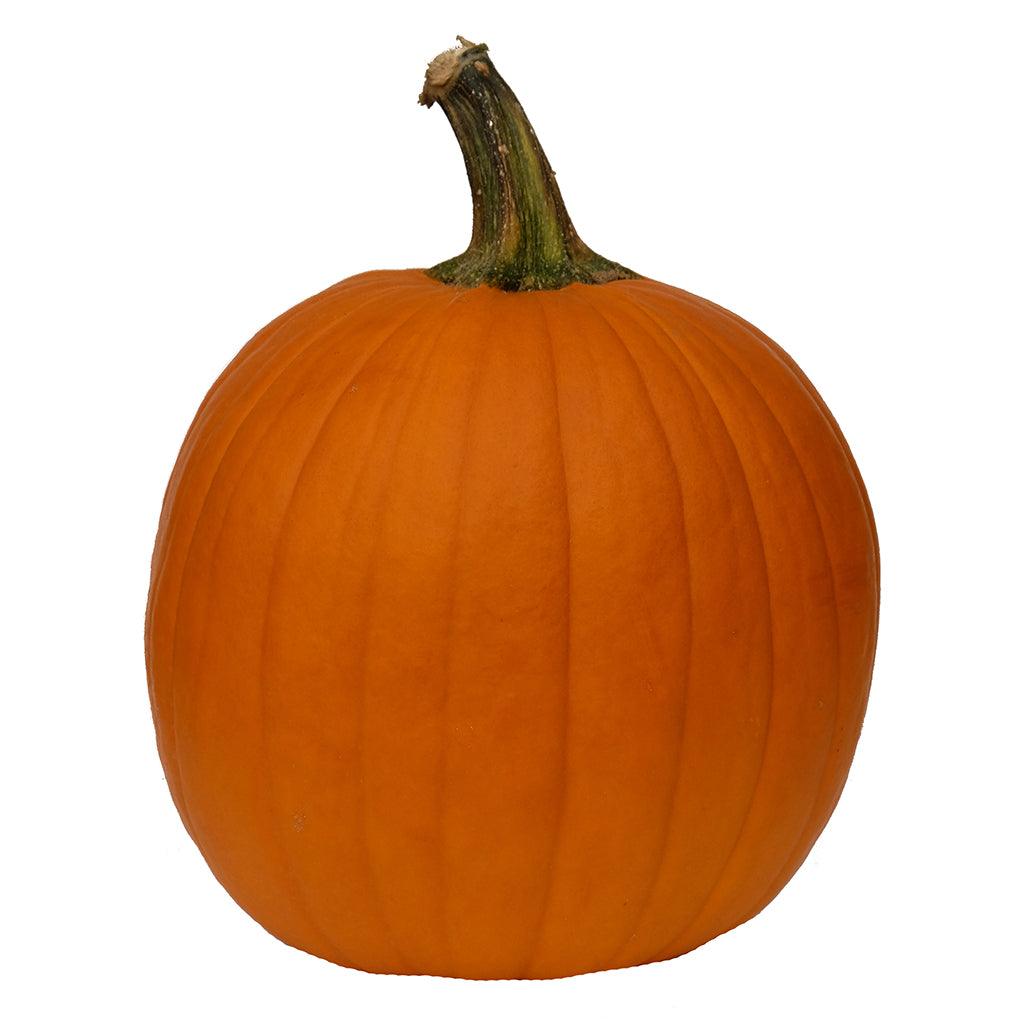 Extra Large Orange Pumpkin