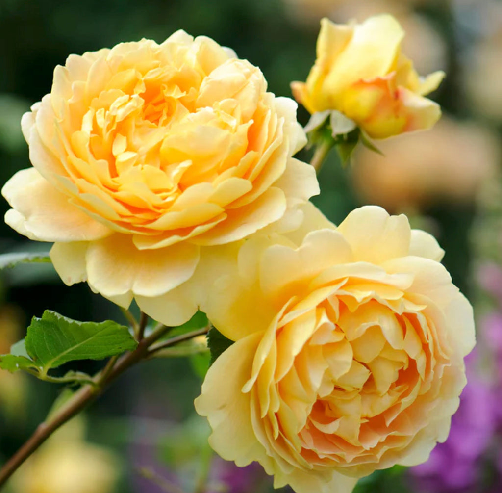 Golden Celebration® Austin® Rose