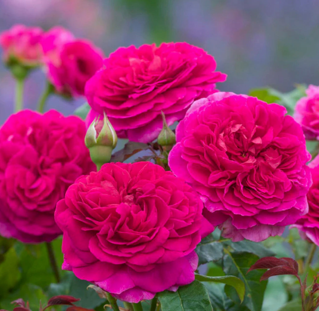 Gabriel Oak Austin® Rose