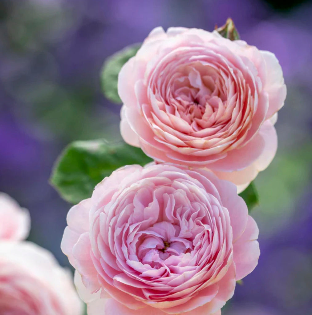 Queen of Sweden® Austin® Rose - Sheridan Nurseries Online
