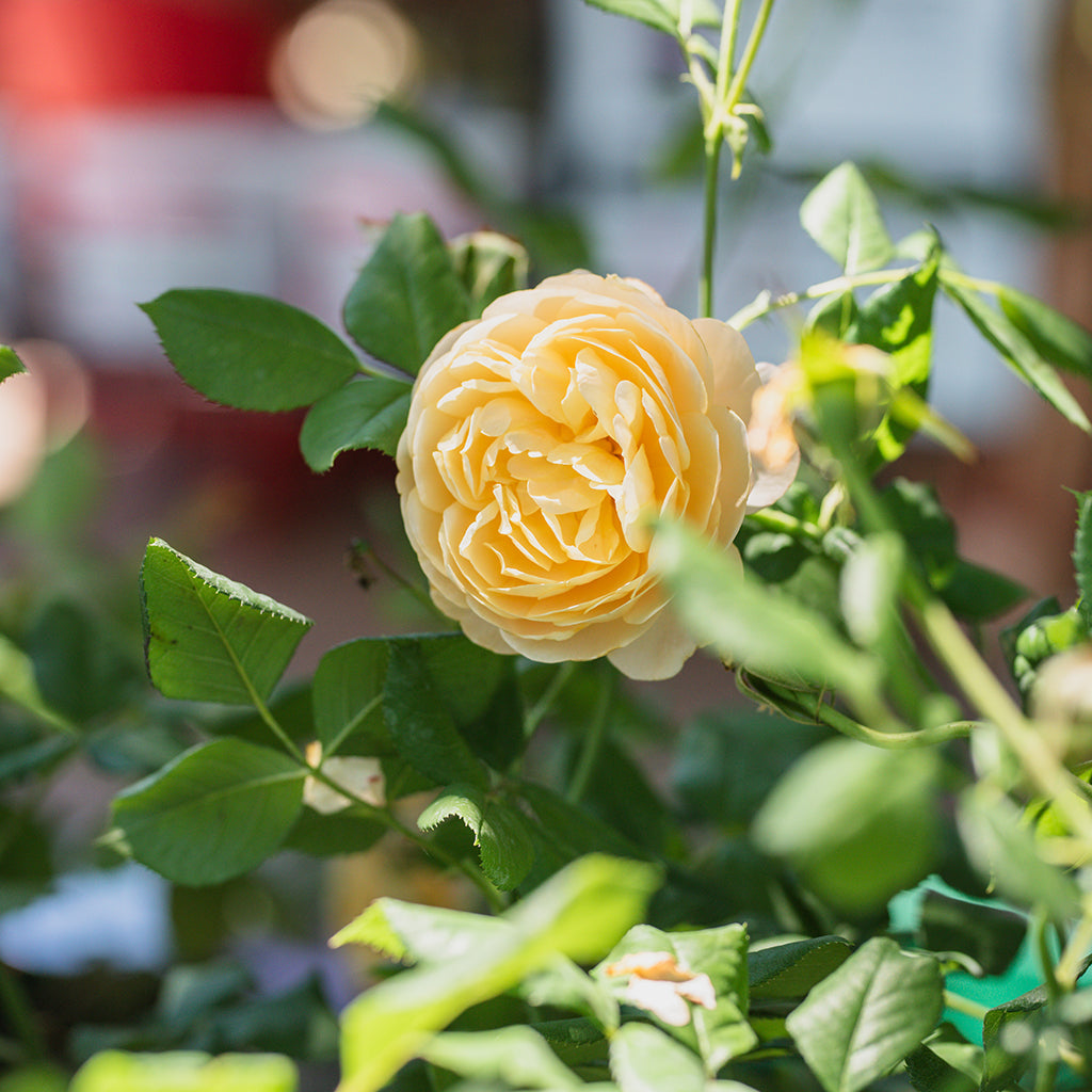 Roald Dahl® Austin® Rose