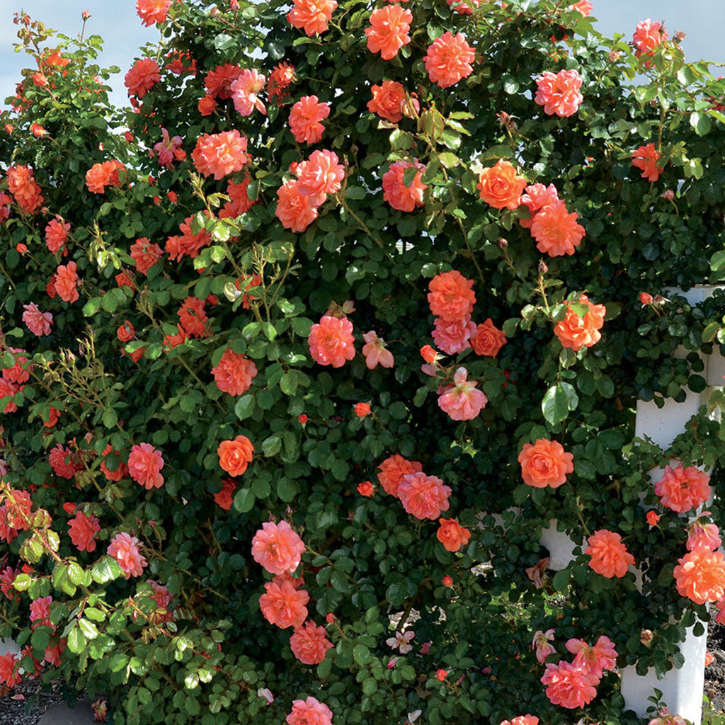 Above All® Climbing Rose