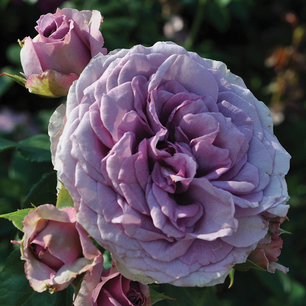 Arborose Quicksilver® Climbing Rose