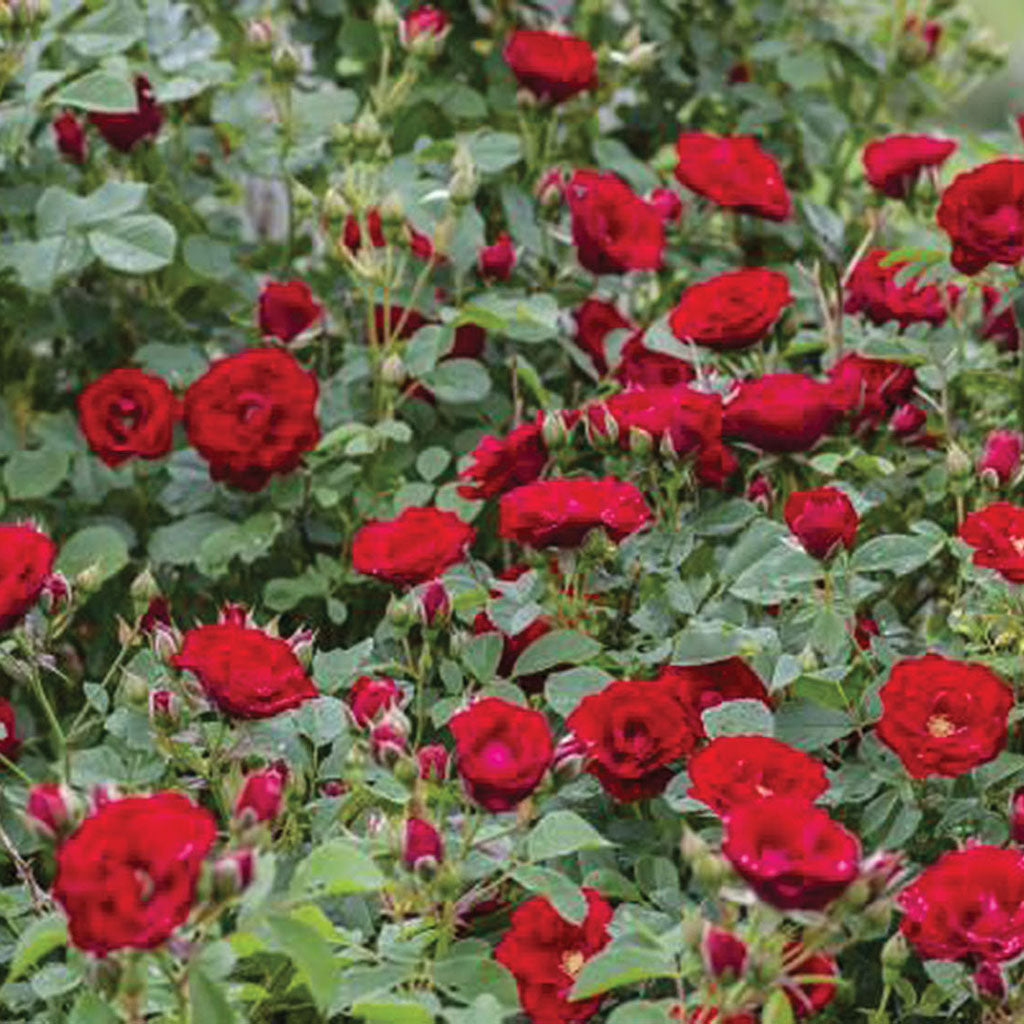Cherry Frost® Climbing Rose