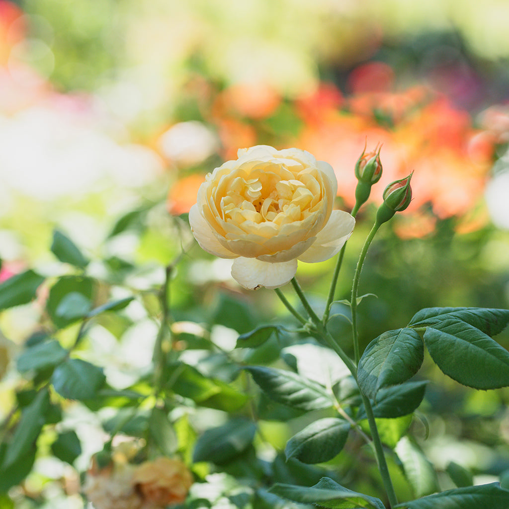 Crown Princess Margareta AU® Climbing Rose - Orange