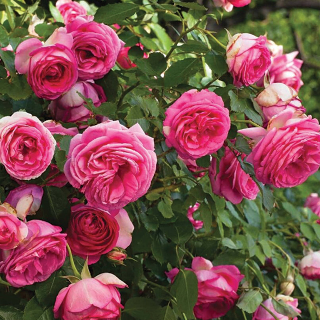 Eden Climber® Pretty In Pink® Climbing Rose