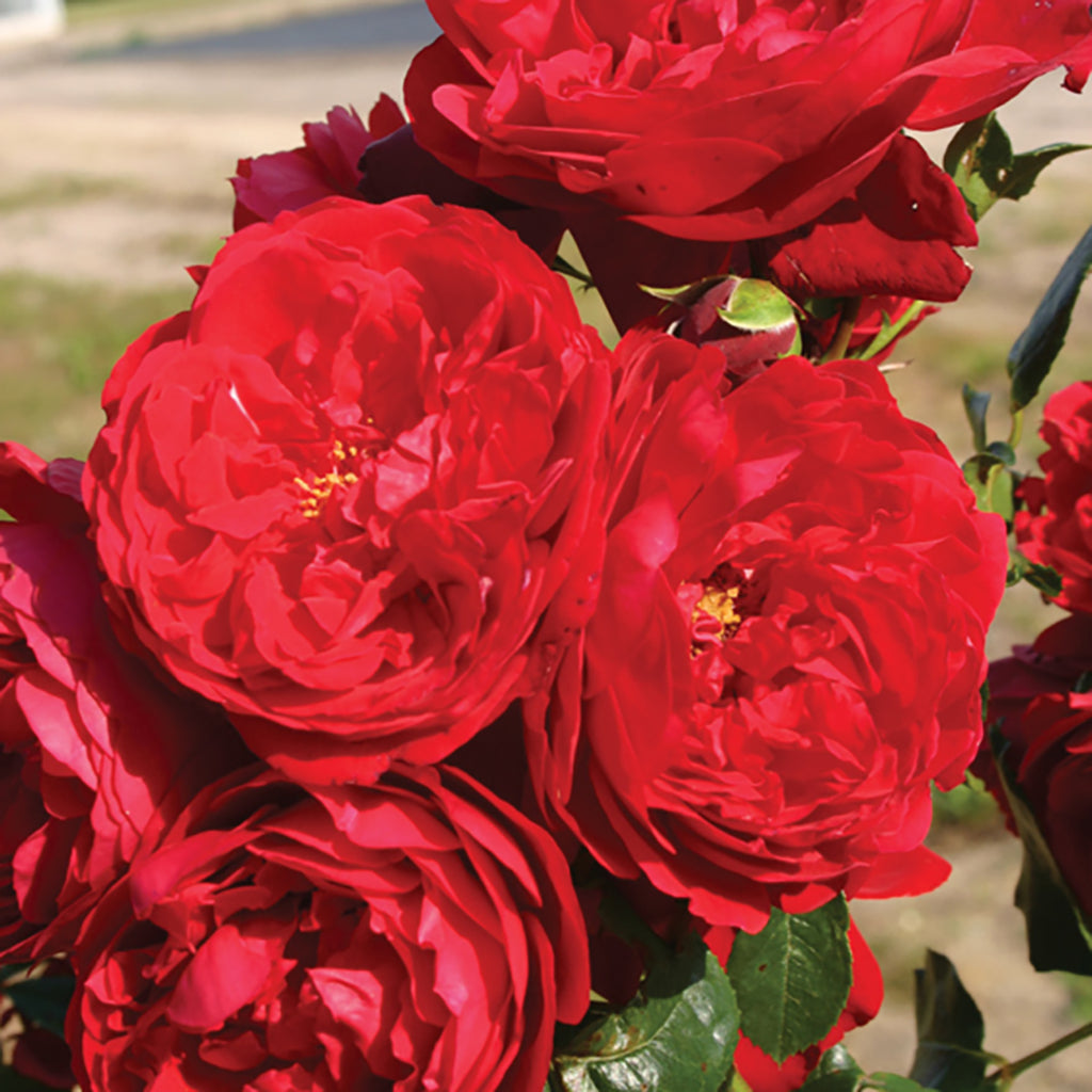 Florentina Arborose® Climbing Rose