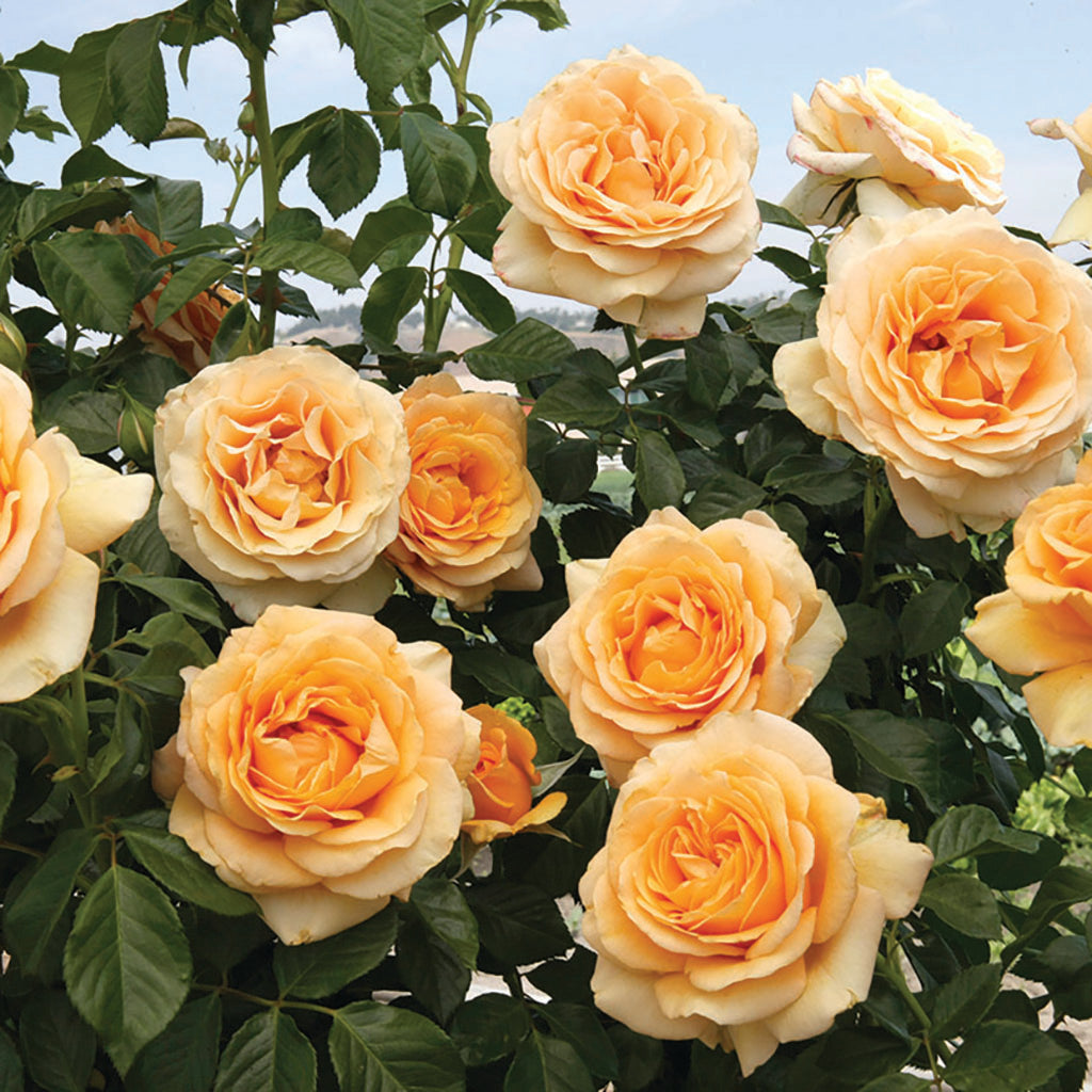 Golden Opportunity® Climbing Rose