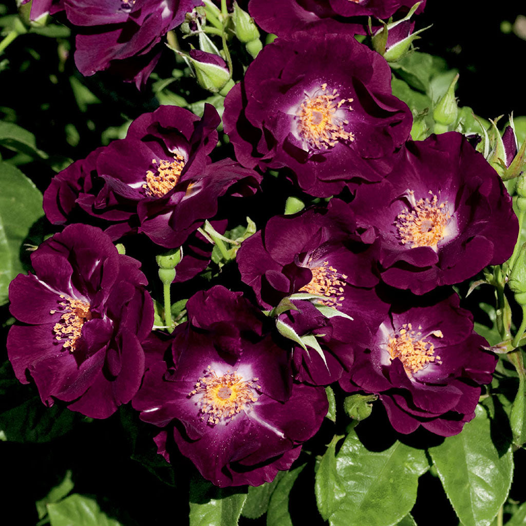 Shop Roses Collections - Sheridan Nurseries Online