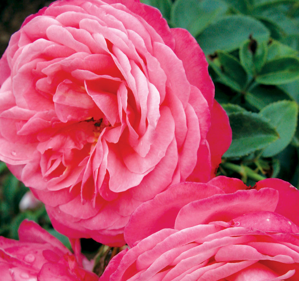 ロザーナ分 5CLROSG002CG-1024-1024-