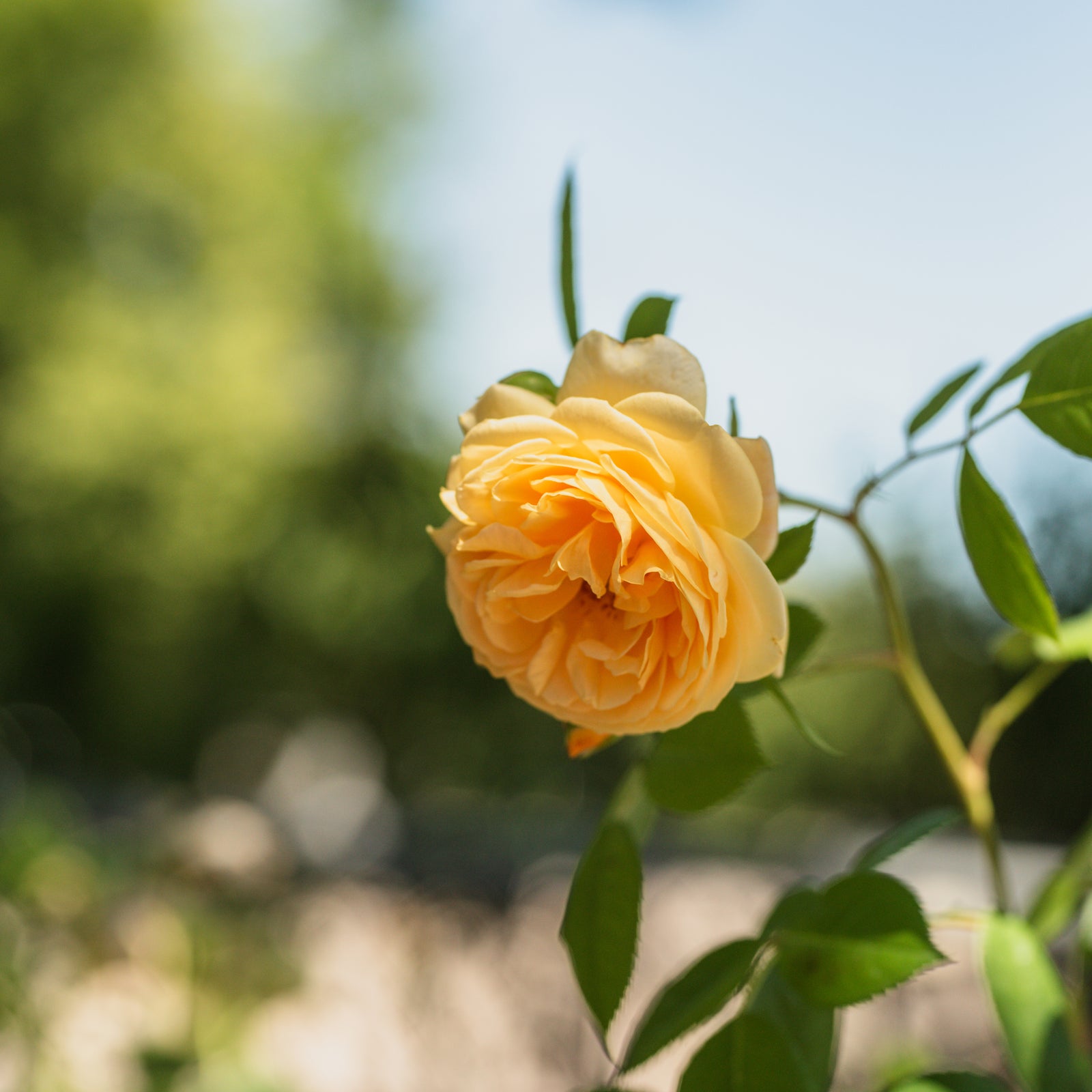 Teasing Georgia AU® Climbing Rose