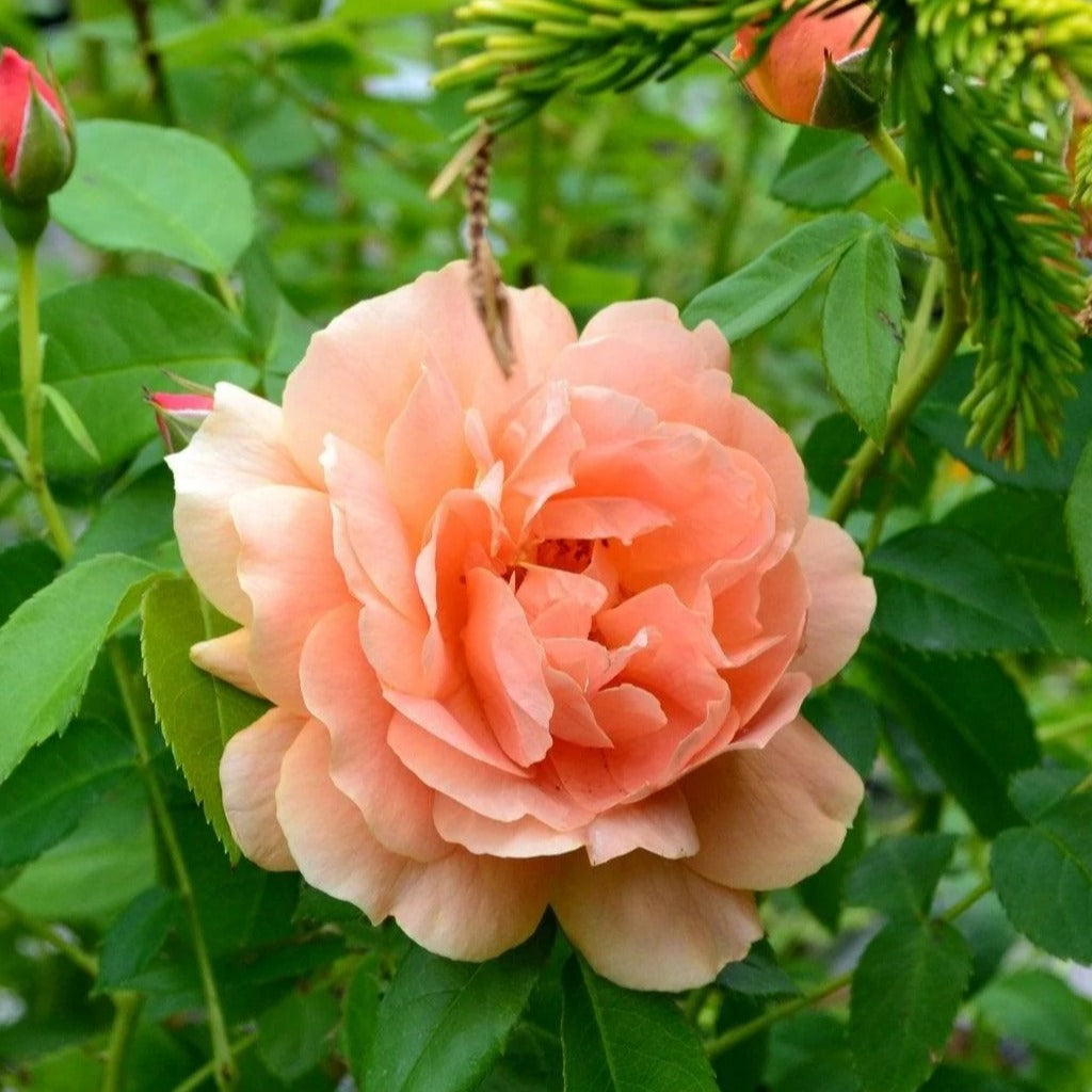 Rosa At Last® PW®- Orange
