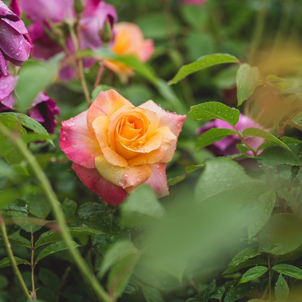Day Breaker Floribunda Rose Peach  #2 Container