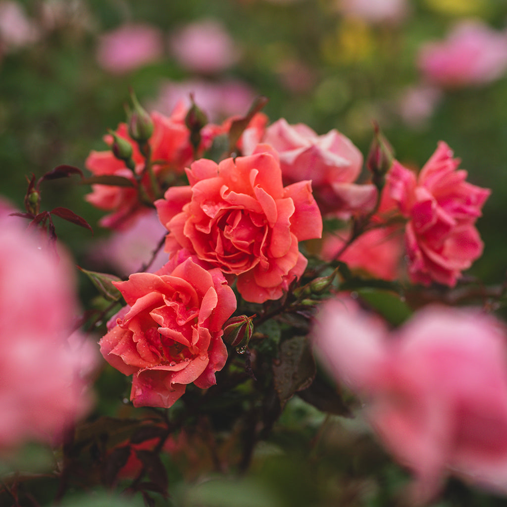 Easy Does it Floribunda Rose