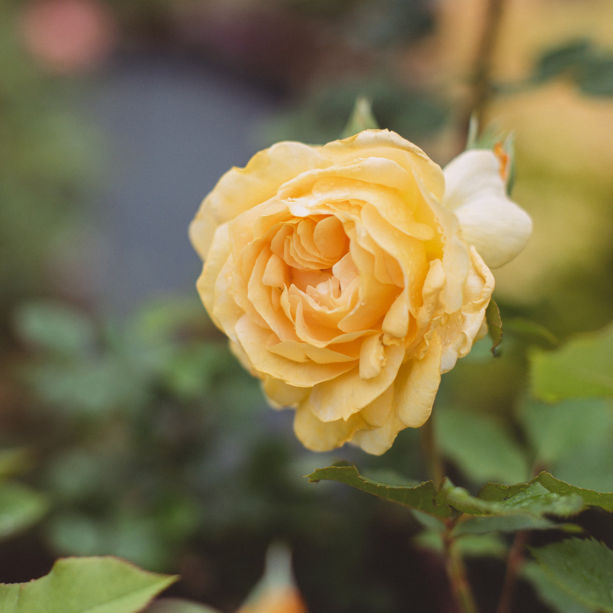 Honey Perfume Floribunda Rose