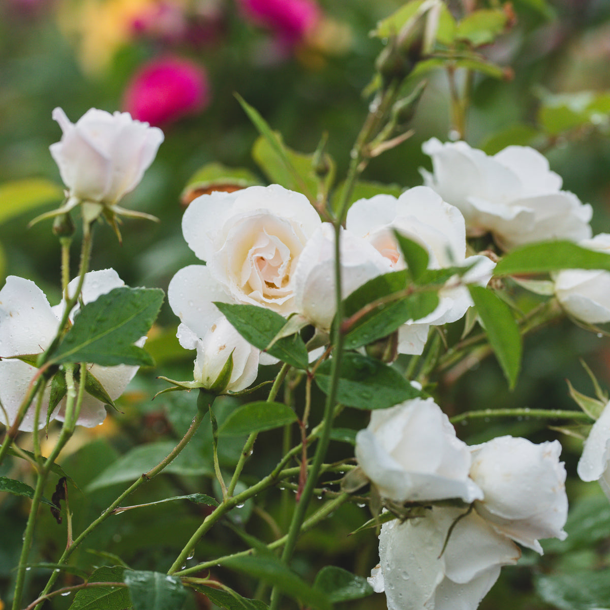 Iceberg Floribunda Rose
