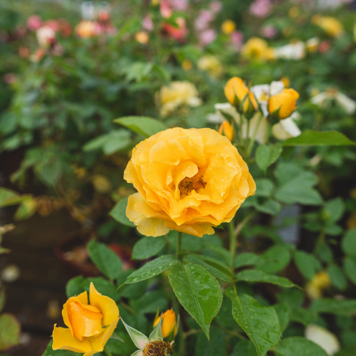 Julia Childs Floribunda Rose