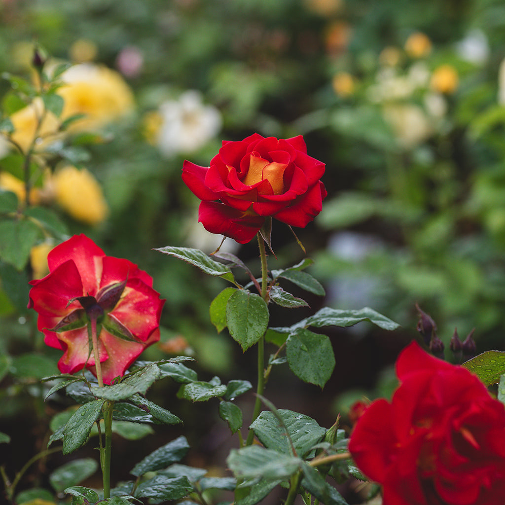 Ketchup n Mustard Floribunda Rose