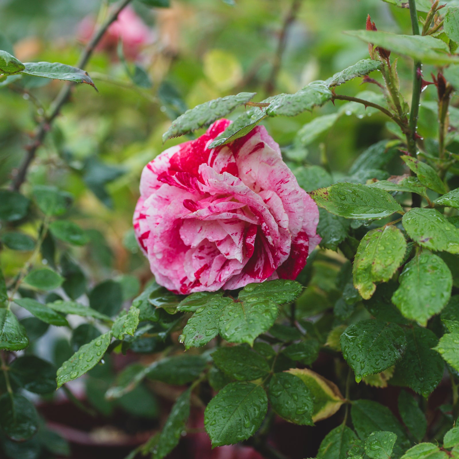Scentimental Floribunda Rose