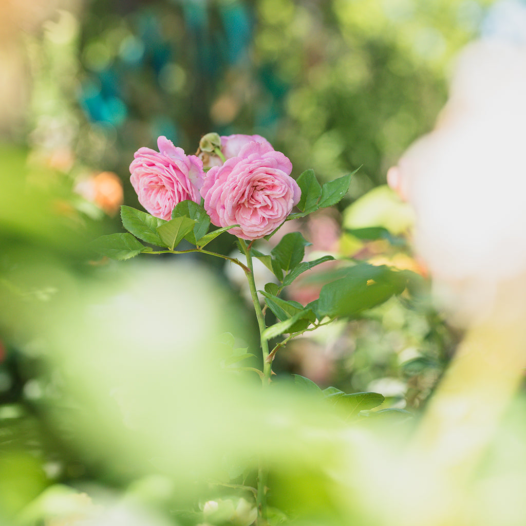 Summer Romance Floribunda Rose