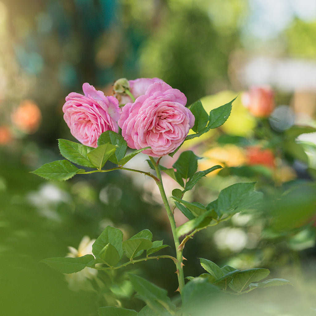 Summer Romance Floribunda Rose