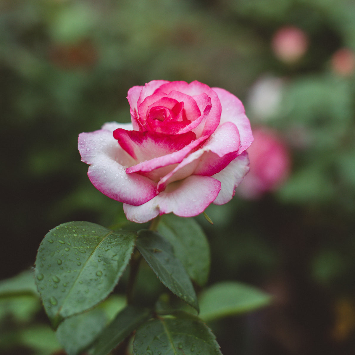 Miss Congeniality Grandiflora Rose