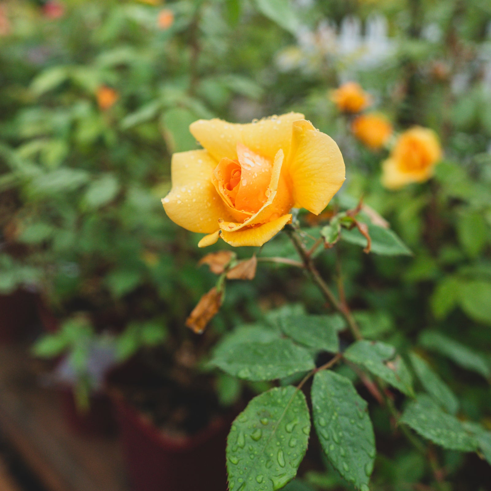 South Africa® Sunbelt® Grandiflora Rose
