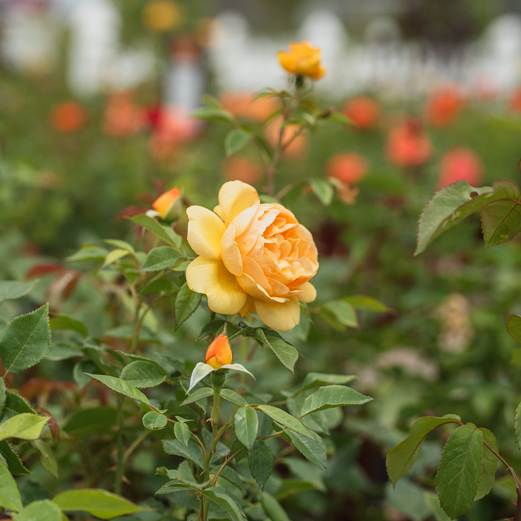 South Africa® Sunbelt® Grandiflora Rose