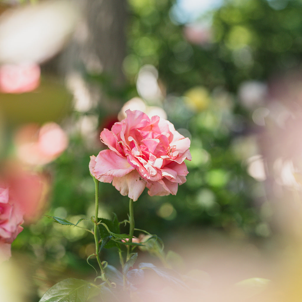 Tournament of Roses Grandiflora Rose