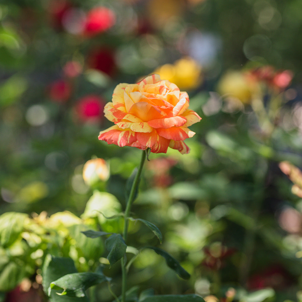 Rainbow Niagara Hybrid Tea Rose