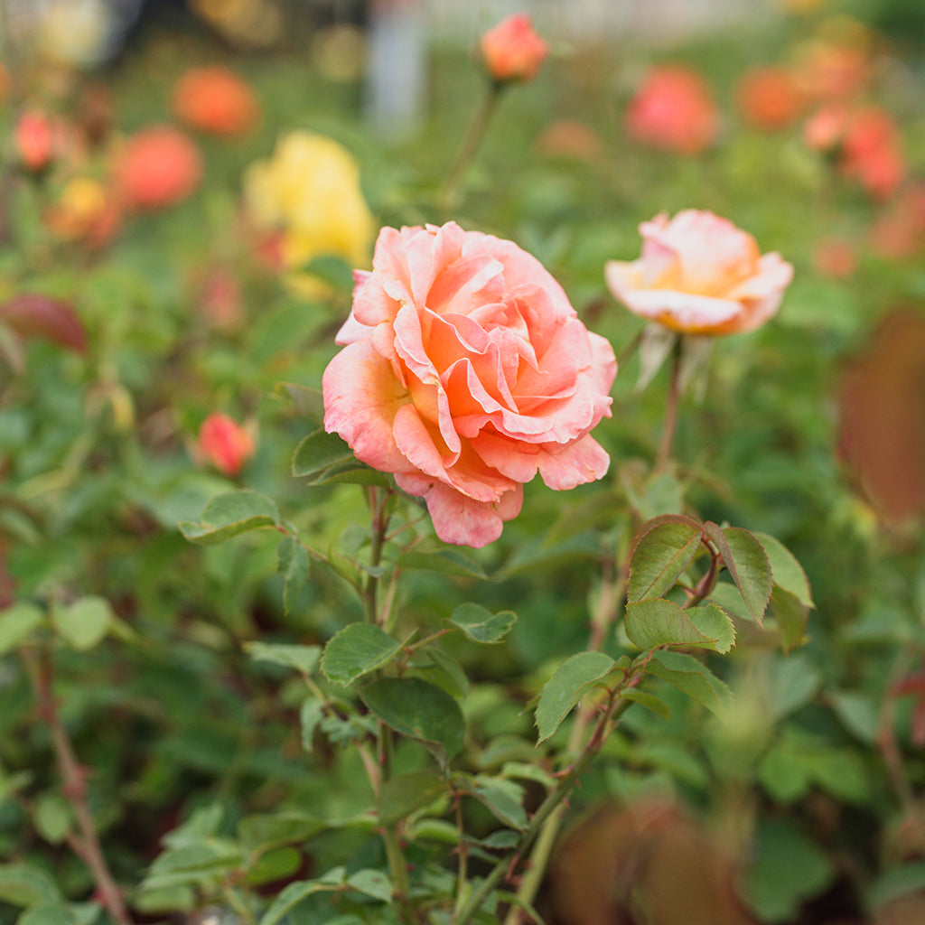 Special Occasion Hybrid Tea Rose