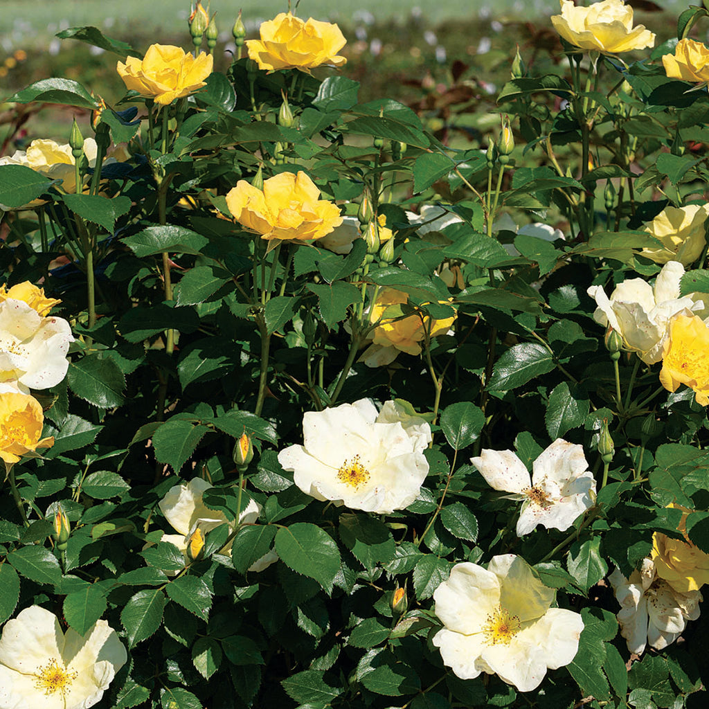 Easy Bee-Zy® Knock Out Shrub Rose