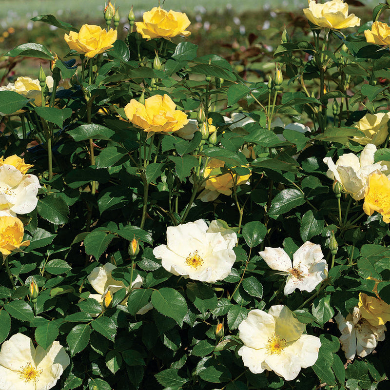 Shop Roses Collections - Sheridan Nurseries
