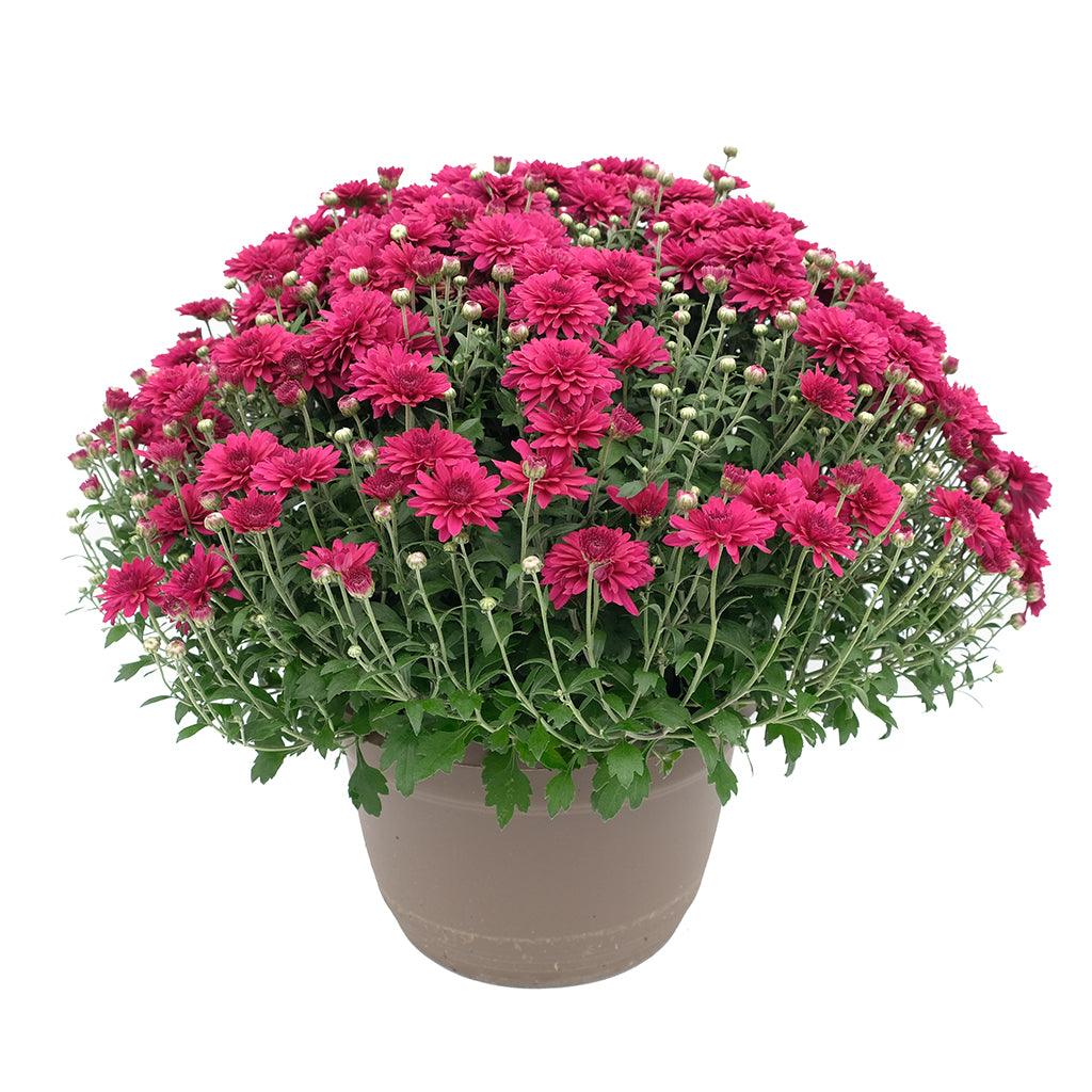 Garden Mum 10&quot;