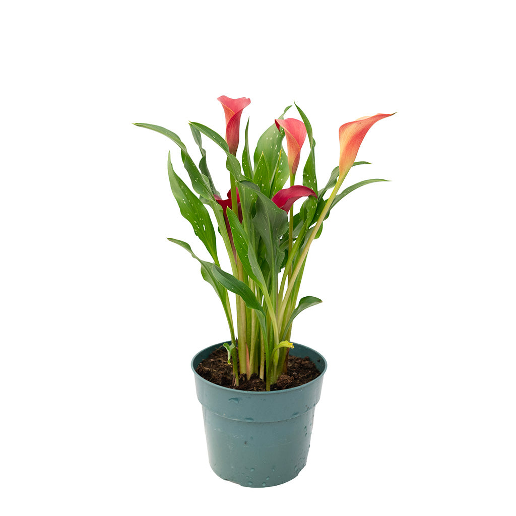 Calla Lily - Sheridan Nurseries