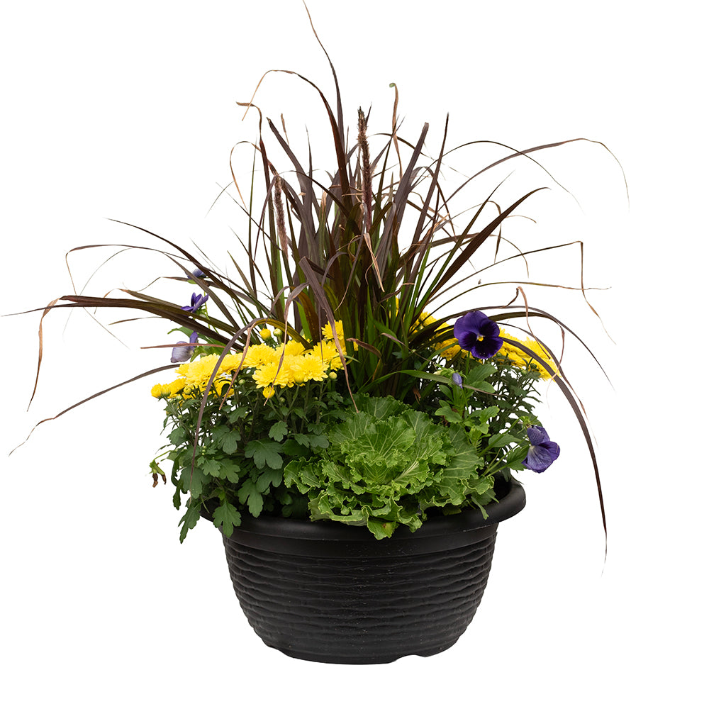 Fall Annuals - Bowl 12"